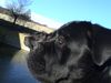 Cane Corso Hund