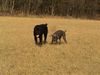 Cane Corso Hund