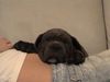 Cane Corso Hund