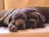 Cane Corso Hund