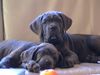 Cane Corso Hund