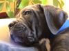 Cane Corso Hund