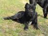 Cane Corso Hund