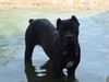 Cane Corso Hund