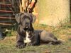 Cane Corso Hund