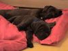 Cane Corso Hund