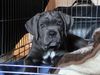 Cane Corso Hund