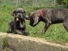 Cane Corso Hund