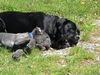 Cane Corso Hund