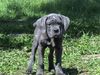 Cane Corso Hund