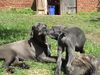 Cane Corso Hund