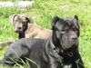 Cane Corso Hund