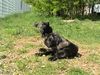 Cane Corso Hund