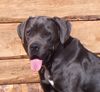 Cane Corso Hund