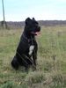 Cane Corso Hund