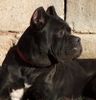 Cane Corso Hund