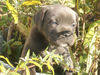 Cane Corso Hund