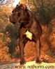 Cane Corso Hund