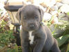 Cane Corso Hund