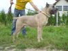 Cane Corso Hund