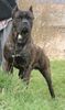 Cane Corso Hund