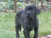 Cane Corso Hund