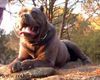 Cane Corso Hund