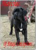 Cane Corso Hund