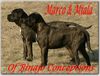 Cane Corso Hund