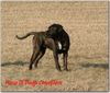 Cane Corso Hund