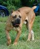 Cane Corso Hund