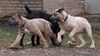 Cane Corso Hund