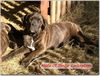 Cane Corso Hund