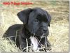 Cane Corso Hund