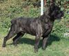 Cane Corso Hund