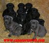 Cane Corso Hund