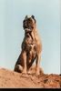 Cane Corso Hund