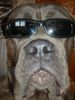 Cane Corso Hund