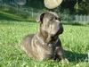 Cane Corso Hund