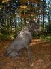 Cane Corso Hund