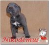 Cane Corso Hund