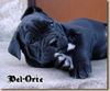 Cane Corso Hund