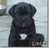 Cane Corso Hund