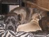 Cane Corso Hund