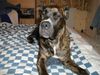 Cane Corso Hund