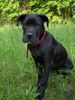 Cane Corso Hund