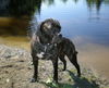 Cane Corso Hund