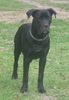 Cane Corso Hund