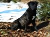 Cane Corso Hund