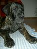 Cane Corso Hund